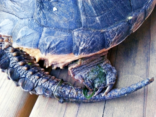 Provisions of ecological services in the face of Malthusian adversity+image2