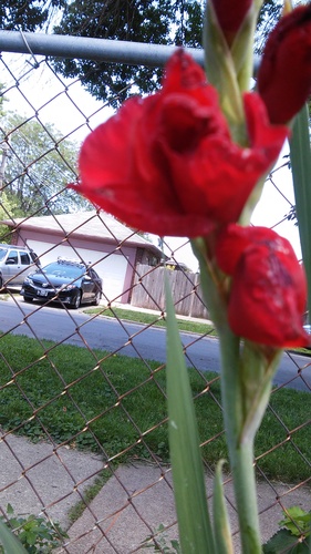 gladiola 20150721 135601+Image