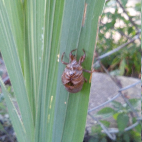 cicada 20150813 085859+Image