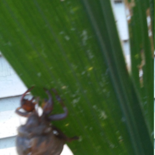 cicada 20150813 085148+Image