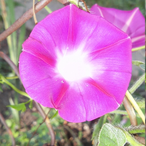 morning glory 20150810 085807+Image