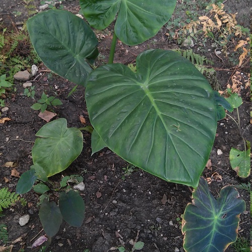 elephant ear 20150812 090200+Image