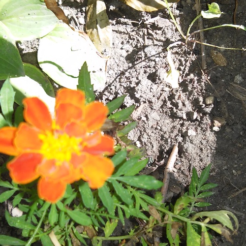 marigold 20150812 090733+Image