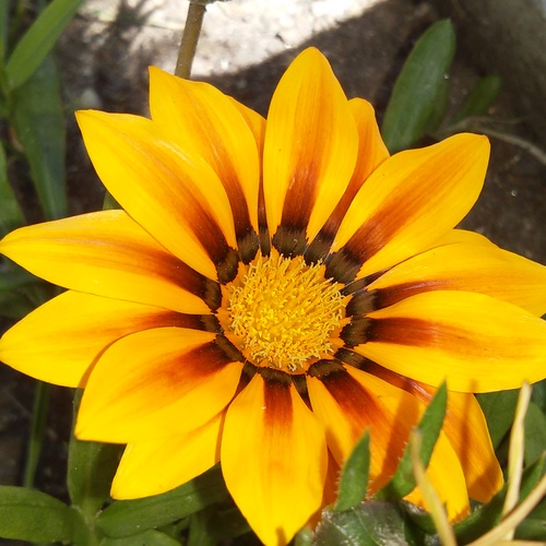 gazinia 20150729 131725+Image