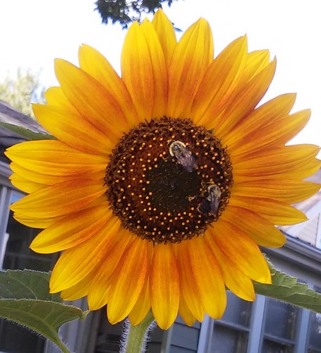 sunflower20150812 085100-5+Image