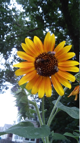four bees+Image